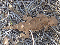 Desert horned lizard