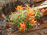 Zion Indian paintbrush