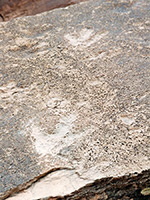 Dinosaur tracks