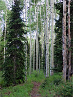 Pine and aspen