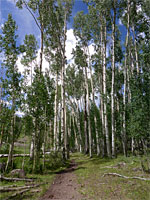 Path through aspen