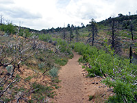 East Mesa Trail