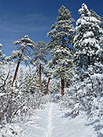 Straight section of the East Rim Trail