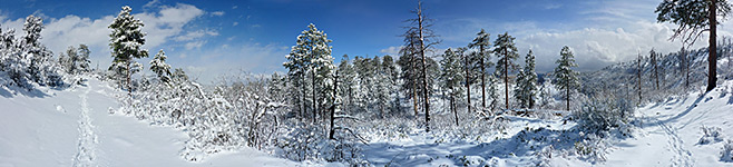 Snow-covered forest