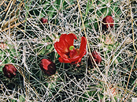Mojave hedgehog cactus