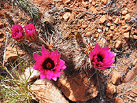 Echinocereus engelmannii