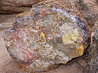 Large petrified log