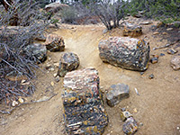 Petrified Forest and Sleeping Rainbows Trails