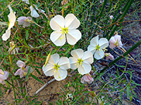 Evening primrose