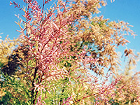 Tamarisk flowers