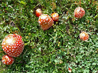 Fly agaric