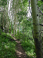 Path through aspen