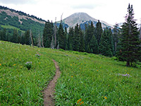 Meadow near Geyser Pass