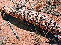 Gila monster - close view