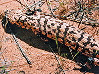 Gila monster - close view