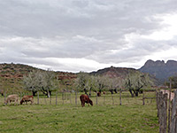 Pasture and orchard