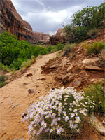 Utah daisy