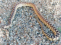 Great Basin gopher snake