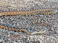 Great Basin gopher snake - head and tail