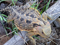 Greater short-horned lizard