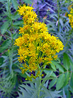 Senecio spartioides