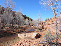 Trees by the stream