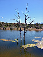 Semi-submerged tree