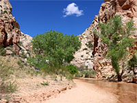 Cottonwood trees