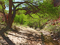 Overhanging branches