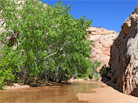 Cottonwoods by the stream