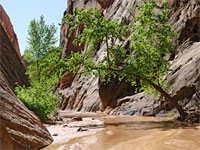 Leaning tree