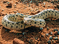 Great Basin gopher snake