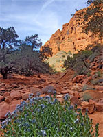 Blue flowers