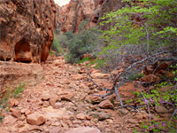 Bushes in the narrows