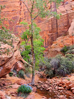 Cottonwood tree