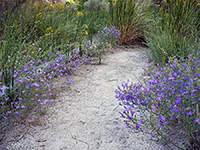 Flowers beside a trail