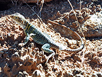 Collared lizard
