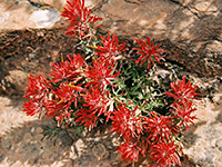 Red flowers