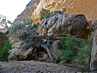 Driftwood by Kachina Bridge