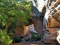 Cottonwood tree by Kachina Bridge