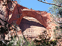 Trees below Kolob Arch