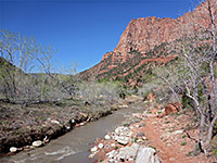 Trees beside the stream