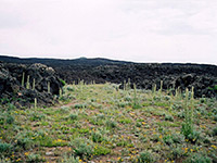 Lava and wildflowers