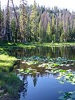 Lily Lake