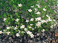 Small white flowers