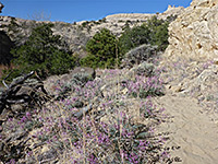 Astragalus by the path
