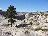 Scattered pine trees