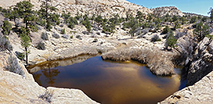 Brown-water pool
