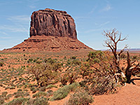 Tree in front of Merrick Butte