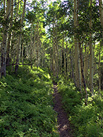 Aspen forest